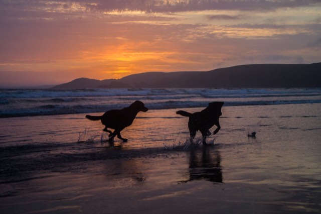 Saved reference — dogs on a beach at sunset