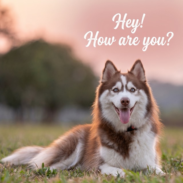 Finalized — husky greeting card