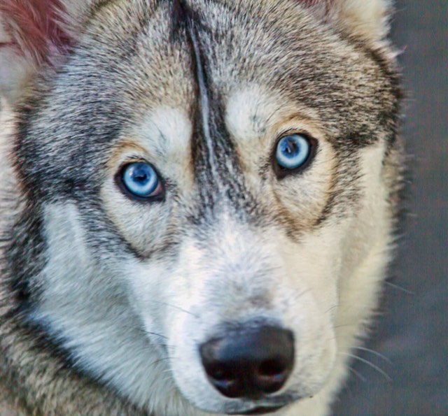 Saved reference — husky portrait with ice-blue eyes