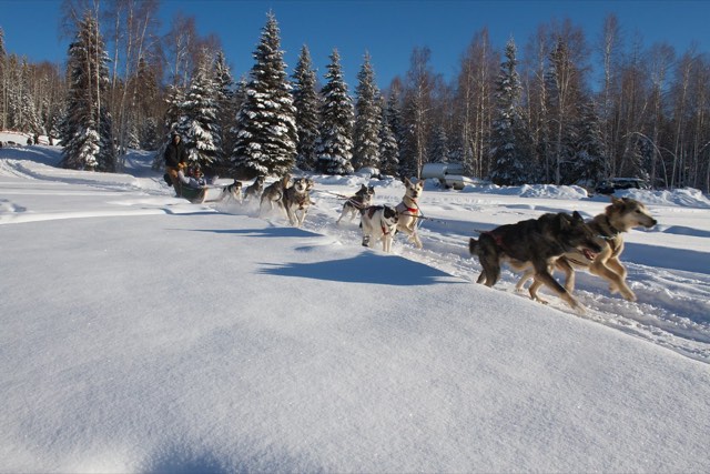 Saved reference — sled team in fresh snow